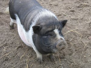 barrigudo porco: 