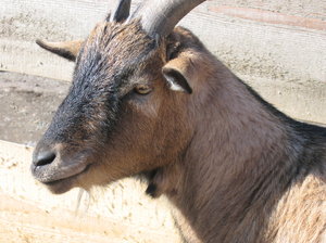 goat: goat