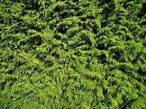 conifer texture: conifer texture - a conifer bush in sunlight