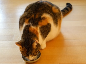 kattenmelk drinken: 