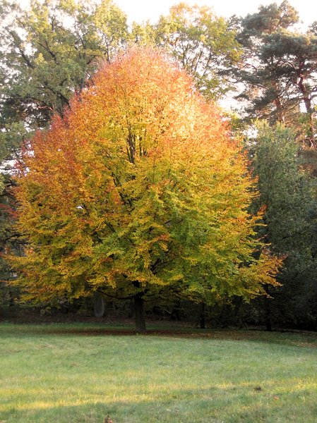 autumn tree: autumn tree