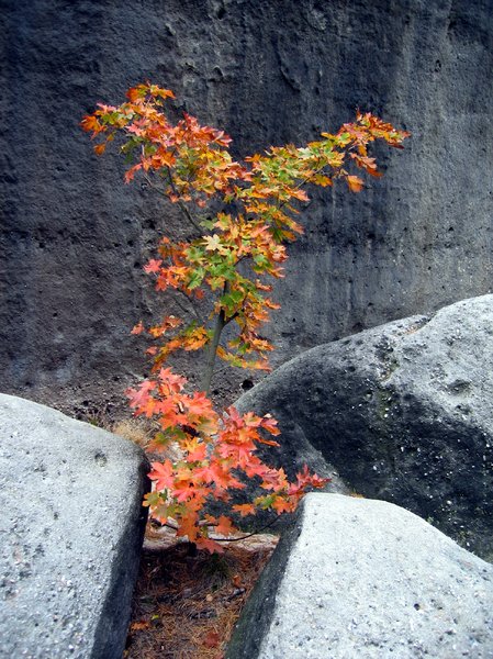 young autumn tree: Who would have thought that such a young tree could survive in such a ghastly environment?