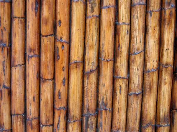 bamboo texture: bamboo texture