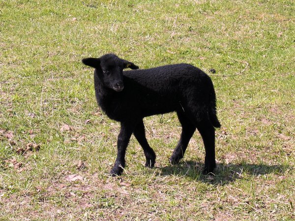 black sheep animal