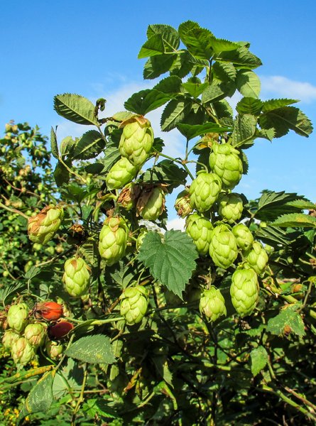 hops plant: hops plant - Humulus lupulus

In European phytomedicine, hops preparations are used to relieve mood disturbances, such as unrest and anxiety, and for sleep disturbances. Hops are also prescribed for nervous tension, excitability, restlessness and lack of sleep, and to stimulate appetite.