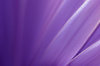 Purple Blur: An abstract color background.