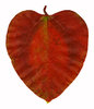 Heart Leaf: A red heart shaped leaf.