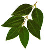 Leaves: A twig from a bush.