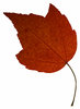 Leaf 17: An isolated fall leaf.