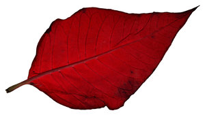Poinsettia Leaf 2: A couple of poinsettia leaves.Please visit my gallery at:http://www.stockxpert.com .. 