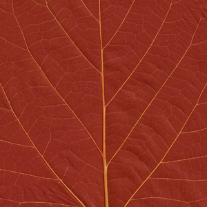 Leaf Texture 1: Variations on a leaf texture.