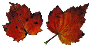 Leaf 15: An isolated fall leaf.