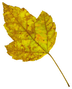 Leaf 24: An isolated fall leaf.