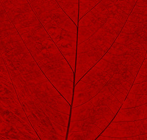 Leaf Texture 5 | Free stock photos - Rgbstock - Free stock images | ba1969  | December - 04 - 2011 (16)