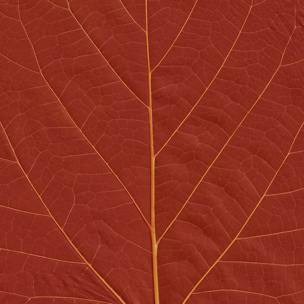 Leaf Texture 1: Variations on a leaf texture.