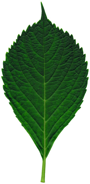 Green Leaf, Free stock photos - Rgbstock - Free stock images, ba1969