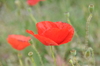 Poppies 3: Red poppies at the beach, greece