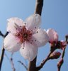 flowering spring: 