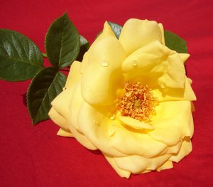 Yellow rose: Fresh yellow roses from my garden