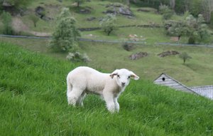 Lamb: Young lamb from the farm