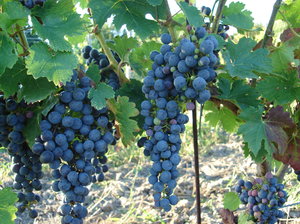 Make wine!: fresh grapes