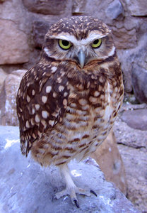 owl: beautiful owl I met at the zoo of Mendoza