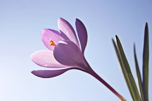 Crocus Flower: Crocus flowers against blue sky, sunlight enlights flower