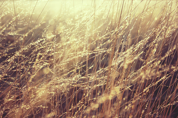 Golden grass: In the setting sun this dry grass looks like golden.