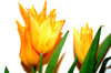 tulipas alaranjadas: 