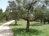 olive trees: olive trees in Greece