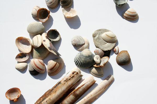 lots of shells: lots of sea shells on white (-ish) background