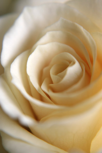 Rose softness: White detailed rose
