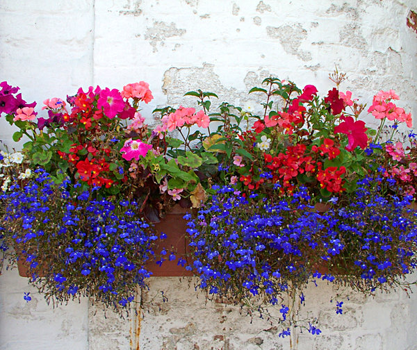 flower box: a perffusion of colourful flowers set against a decaying white wall backdrop