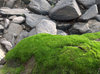 Rock Gathers Moss: Rocks at a cool dry river bed, Bathurst NSW Australia