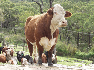 Cattle: Hereford cattle on property north of Sydney Australia