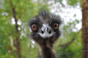 Earnie the Emu: Earnie - very lovable Emu that is friendly. waratah park where I do volunteer work, NSW Australia. Earnie Loves Comments!