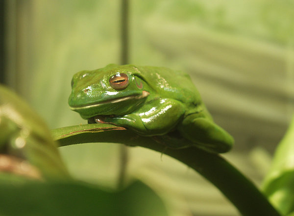 Frog Sleeping Zzzzz: Green tree frog sleeping on a leaf