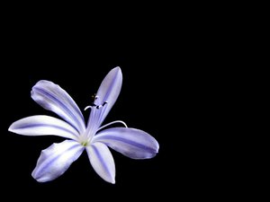 paarse bloem: 