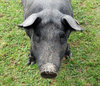 Black pig: Iberian pig.