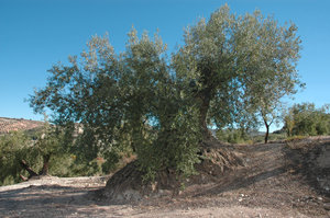 Olive centenary: Olive centenary with more than 500 years