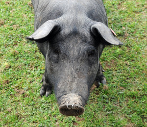 Black pig: Iberian pig.