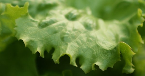 iceberg lettuce: close up of the rough edge of an iceberg lettuce