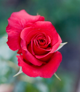 Rose: A red / dark pink rose for romantic compositions, with a blurred background to center the focus on the flower.