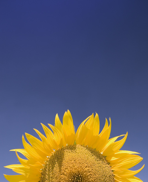 Sunflower Dawn: A sun alike sunflower over a plain blue sky, maybe usefull to put some text on.