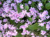 Purple Flowers: A shot of some little purple flowers. I beleive this is a type of ground cover, but Im not sure of the name. 