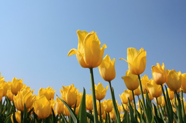 tulipany: 