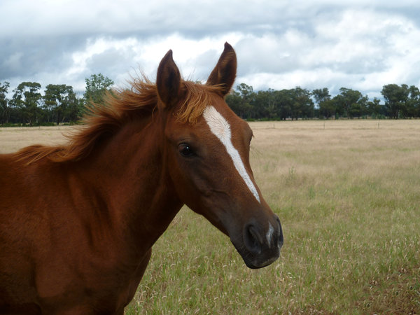 mammal: a young foal in a farm paddock