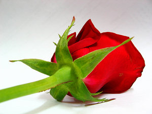 Red Rose 3: 