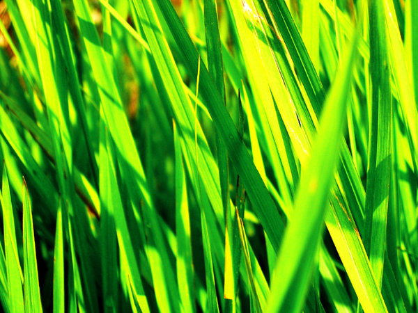 Green Explosion: Please contact me if you need the photo in a larger size.