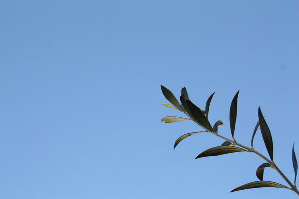 olive branch-02: olive branch and blue sky